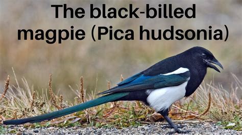 black billed magpie spiritual meaning